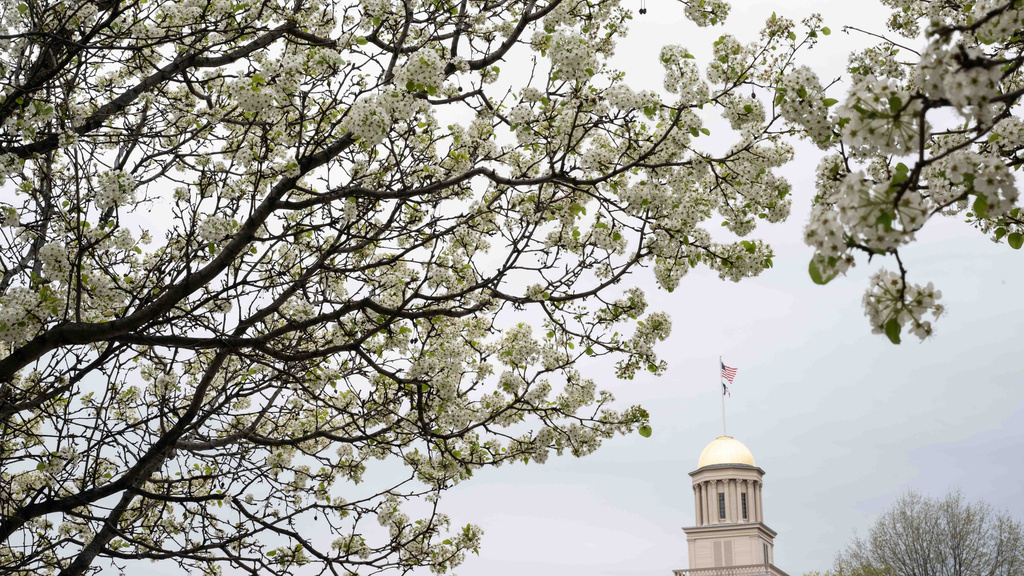 spring blossoms on tree with Old Capitol dome in background